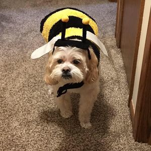 Meet your Posher, Betty